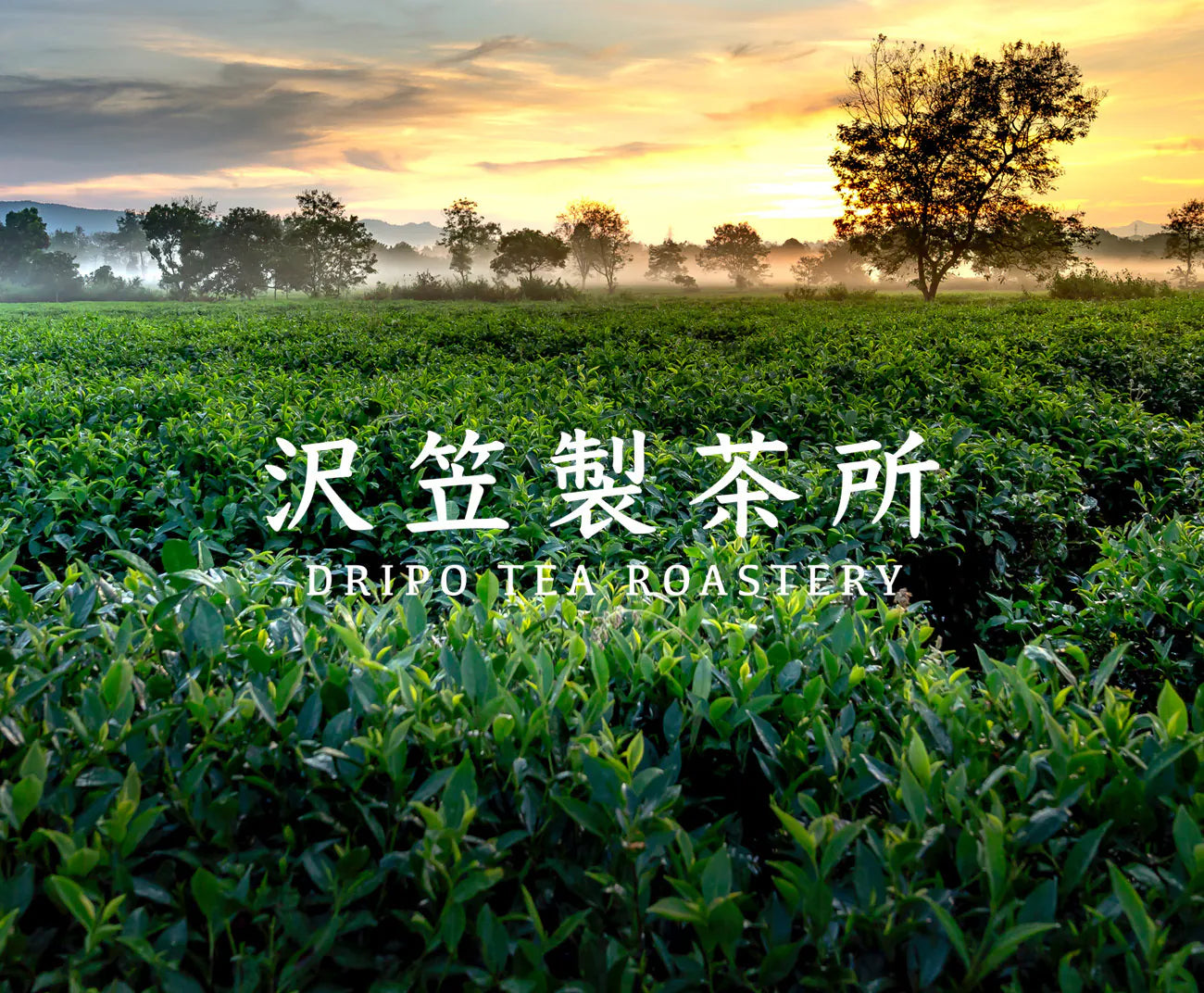 DRIPO - 沢笠製茶所台灣產冷泡茶 6g x 12入