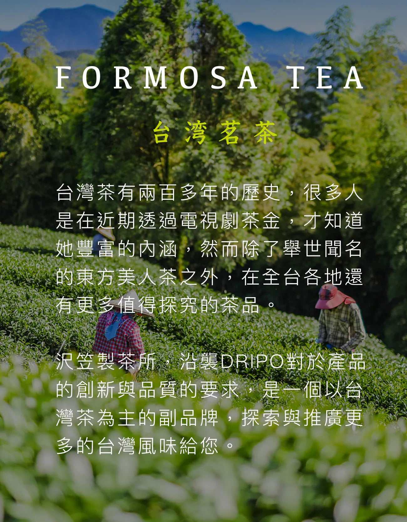 DRIPO - 沢笠製茶所台灣產冷泡茶 6g x 12入